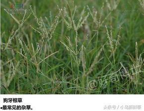 cao国产,历史、文化与现代发展的交融画卷